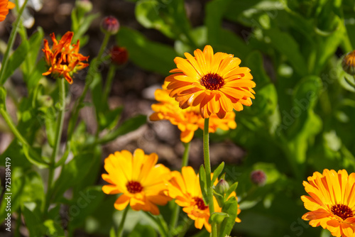 Calendula s Blooming in the Summer