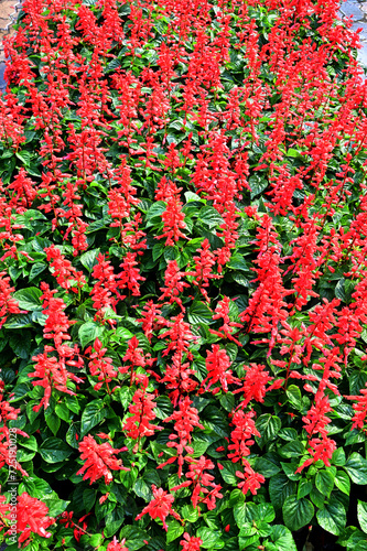 Closeup of Beautiful Red Salvia Flowers with flowers bunched on the trunk like cannons in the garden, Thailand. © masterjew