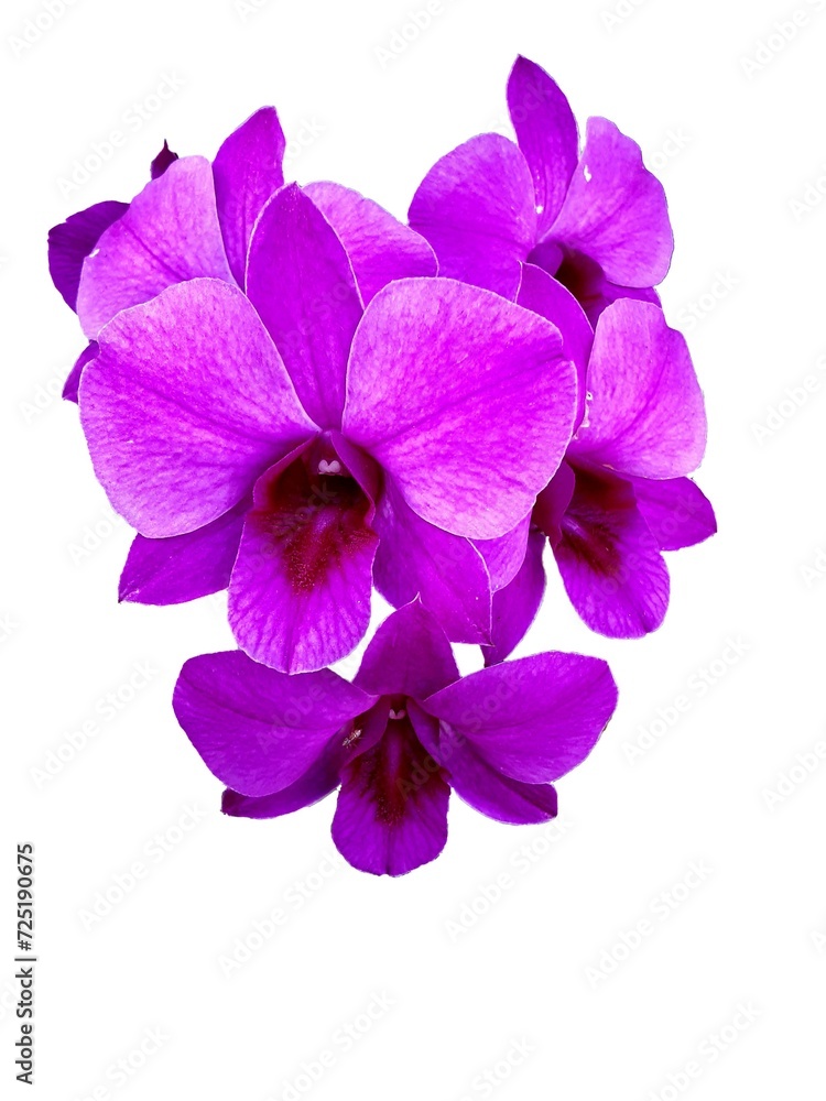 Purple orchid flower isolated on white background with clipping path.