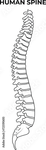 Human Spine Science Design Vector Illustration