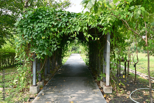 Closeup of Beautiful Green Tunnel of Trees on a small path with natural background in the park at Thailand.