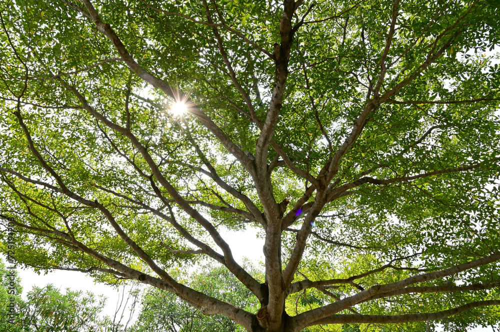 Obraz premium View under of the tree small leaves and branches spread under a shady tree over the blue sky background.