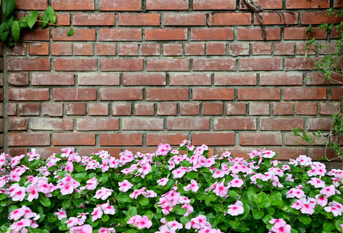Wallpaper Mural Closeup of Many beautiful pink flowers Planted near an old red brick wall for decorating the garden beautifully with a walkway in the garden background at Thailand. Torontodigital.ca