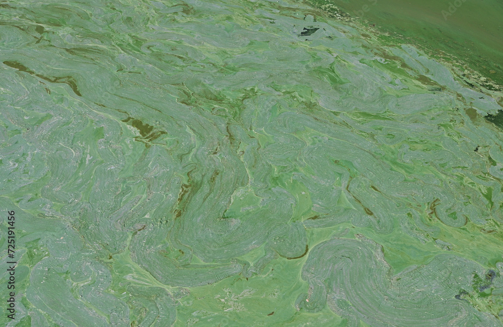 Top Views of Green Water Surface from growing moss and algae in the pond inside the park at Thailand. Concept of environment and wastewater pollution. Top Views of Green Water Surface from growing moss and algae in the pond inside the park at Thailand. Concept of environment and wastewater pollution.