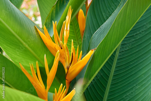 close up of tropical flower