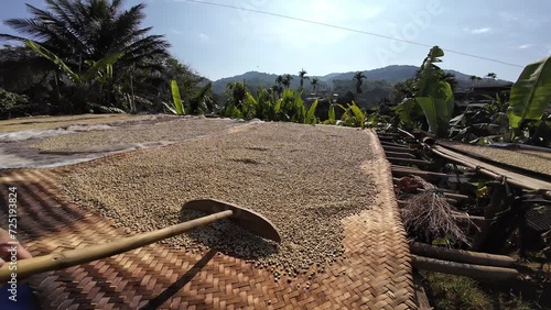 Rural man drying coffee beans in solar dryer, Dry organic green bean selecting in coffee milling process