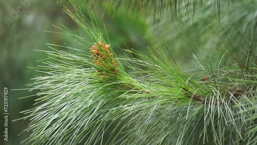 Pine flower on the tree with a natural background photo