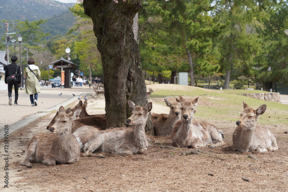 Fototapeta premium 奈良公園の鹿