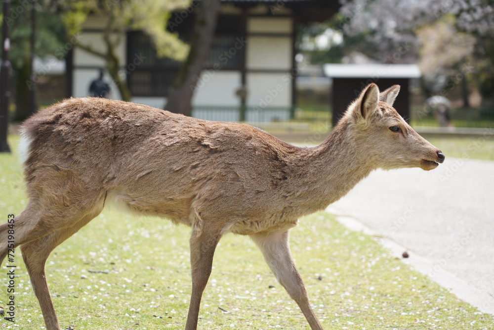 Fototapeta premium 奈良公園の鹿