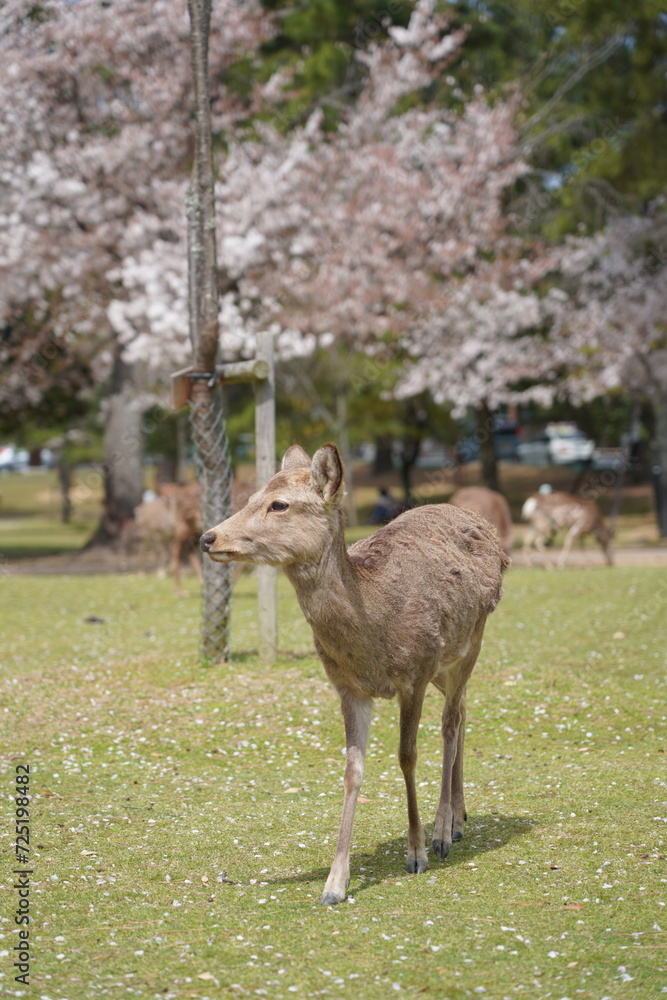 奈良公園の鹿 奈良公園の鹿