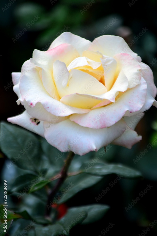 Flores,flores,un gran regalo para nuestros sentidos. Flores,flores,un gran regalo para nuestros sentidos.