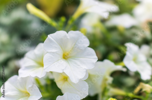 Fototapeta Naklejka Na Ścianę i Meble -  Petals of white petunia flowers. Close-up, selective focus.