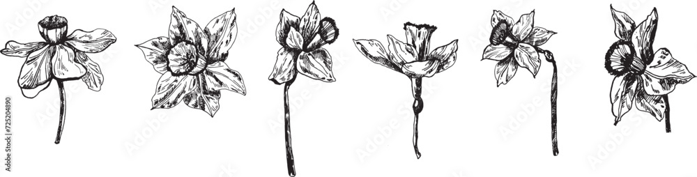 The bud of the narcissus flower is a graphic highlighted on a white background. Narcissus ink graphics, hand-drawn. . Vector illustration - obrazy, fototapety, plakaty 