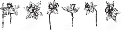 The bud of the narcissus flower is a graphic highlighted on a white background. Narcissus ink graphics, hand-drawn. . Vector illustration