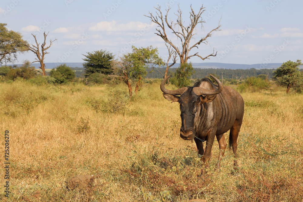 Obraz premium Streifengnu / Blue wildebeest / Connochaetes taurinus