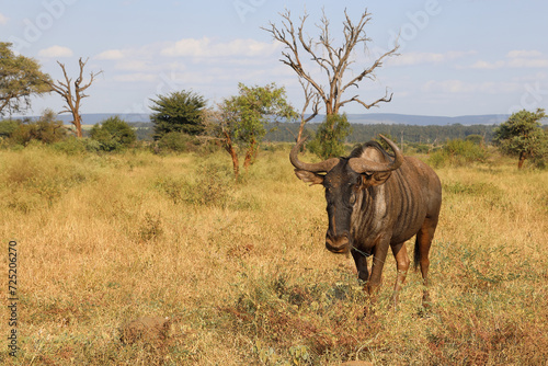 Streifengnu   Blue wildebeest   Connochaetes taurinus