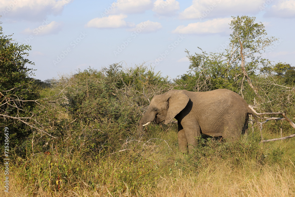Naklejka premium Afrikanischer Elefant / African elephant / Loxodonta africana