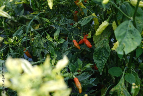 cayenne peppers garden with white background and mountain background
