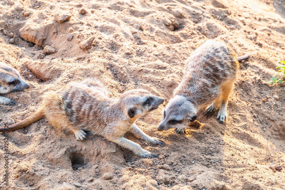 Fototapeta premium A group of cute meerkats. Meerkat Family are sunbathing.