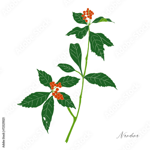 Chloranthus glaber/千両