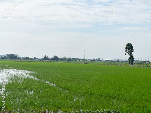 rice field in country Thailand