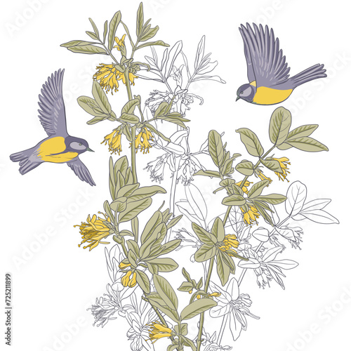 spring flowerng honeysuckle and tit birds, vector drawing branches with yellow flowers and green leaves at white background , hand drawn illustration
