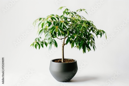 Trees in pots inside the house white background image