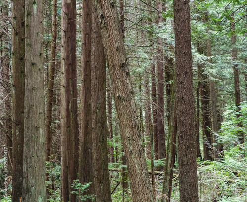 Beautiful temperate rainforest in Canada  trees make picturesque repetitive landscape
