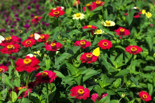 Zinnia Peruviana flower with butterfly in garden