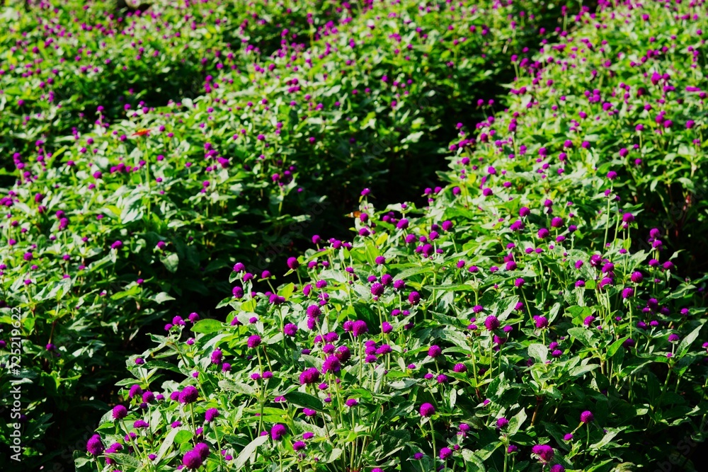 Globe amaranth purple flower field in the garden Globe amaranth purple flower field in the garden
