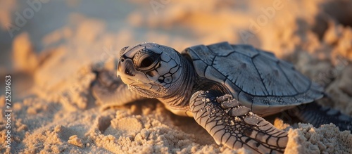 Scientist studying an endangered species, rescue and protect vulnerable baby sea turtles hatching in their beach nests.