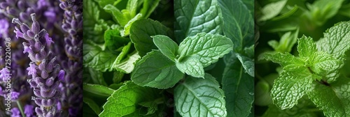mint and lavender outdoor herbs photo