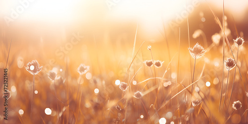 grass and sunlight, Beautiful meadow and sky autumn sunrise background for happy thanksgiving day concept, A helios lens blurred background of sky with a defocus view Generative AI, Generative AI photo