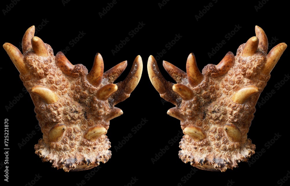 Ingrown deer antler isolated on black Ingrown deer antler isolated on black