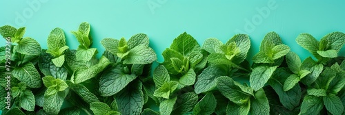 Mint leaves on solid background with copy space. photo