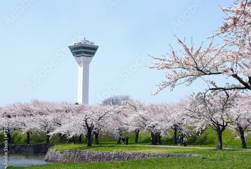 Beauty of cherry blossoms in spring within the gardens of Goryokaku in Hakodate, Japan. photo