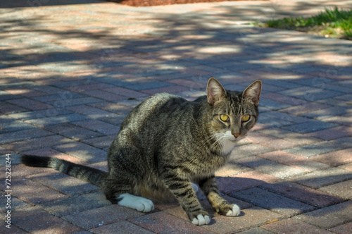 neighbor's cat photo