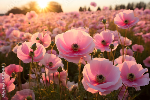 Delicate Pink Cosmos Flowers Bathed in Golden Light of Dusk. Tranquil Nature Scene