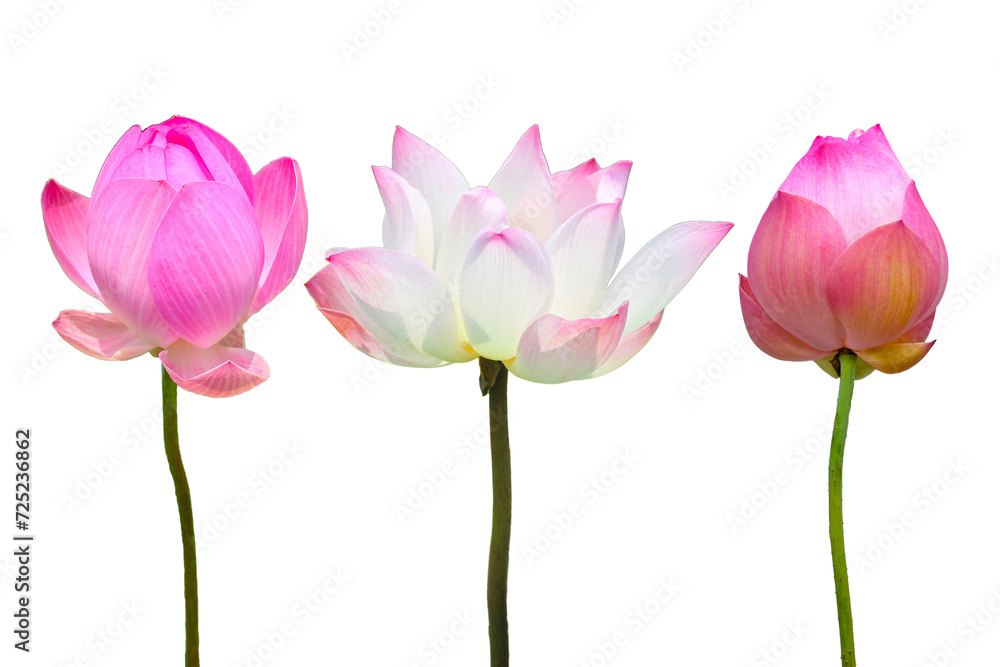 Lotus flower on white background. Lotus flower on white background.