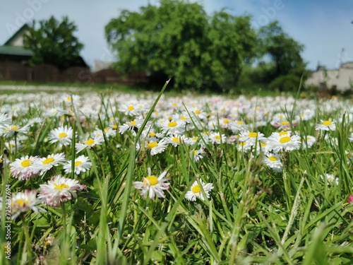 Fototapeta Naklejka Na Ścianę i Meble -  field of daisies