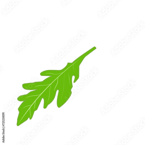 Fresh Arugula Leaves 