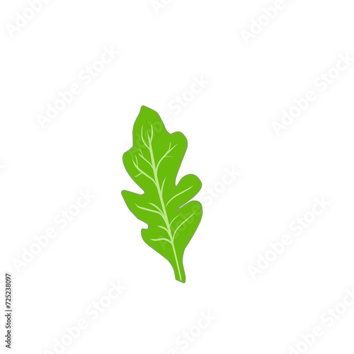 Fresh Arugula Leaves 