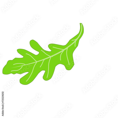 Fresh Arugula Leaves 