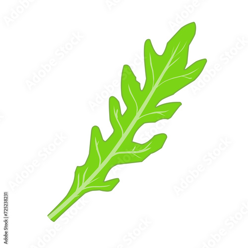 Fresh Arugula Leaves 