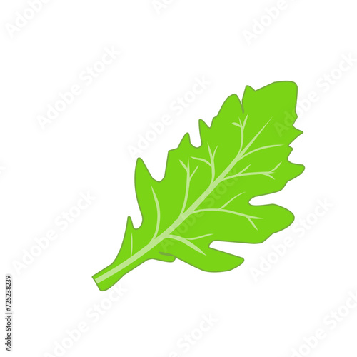 Fresh Arugula Leaves 