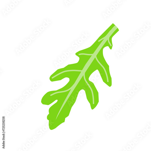 Fresh Arugula Leaves 