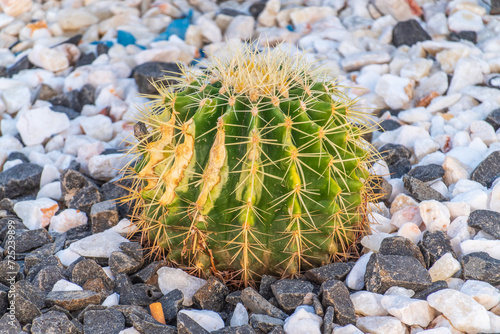 Kroenleinia is a monotypic genus of succulent plants in the Cactaceae family. Kroenleinia grusonii on rocky ground photo