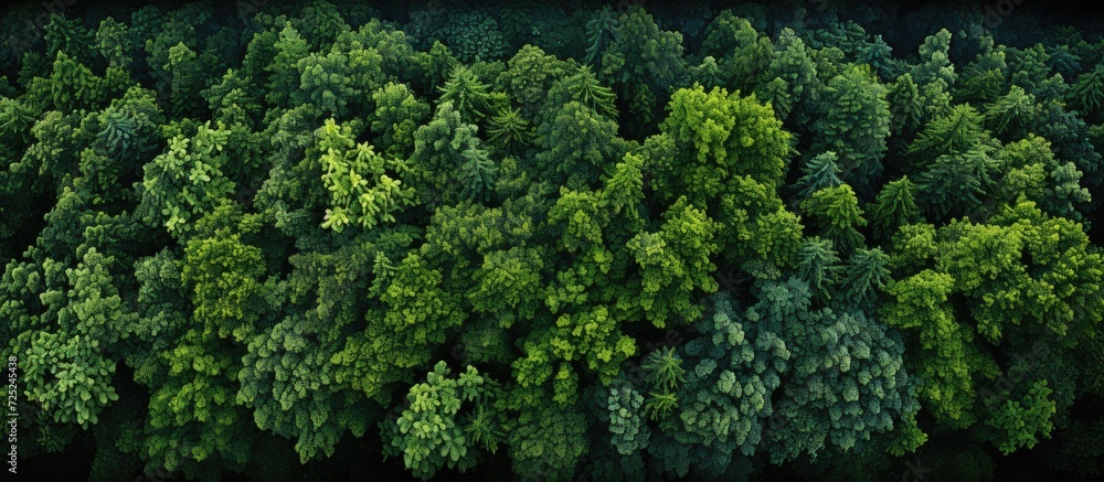 Naklejka premium forest with aerial top view, forest ecosystem on green background
