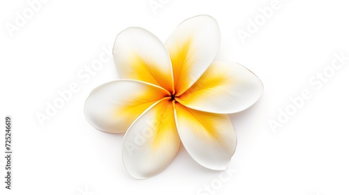 frangipani flower isolated on white background ,generative ai