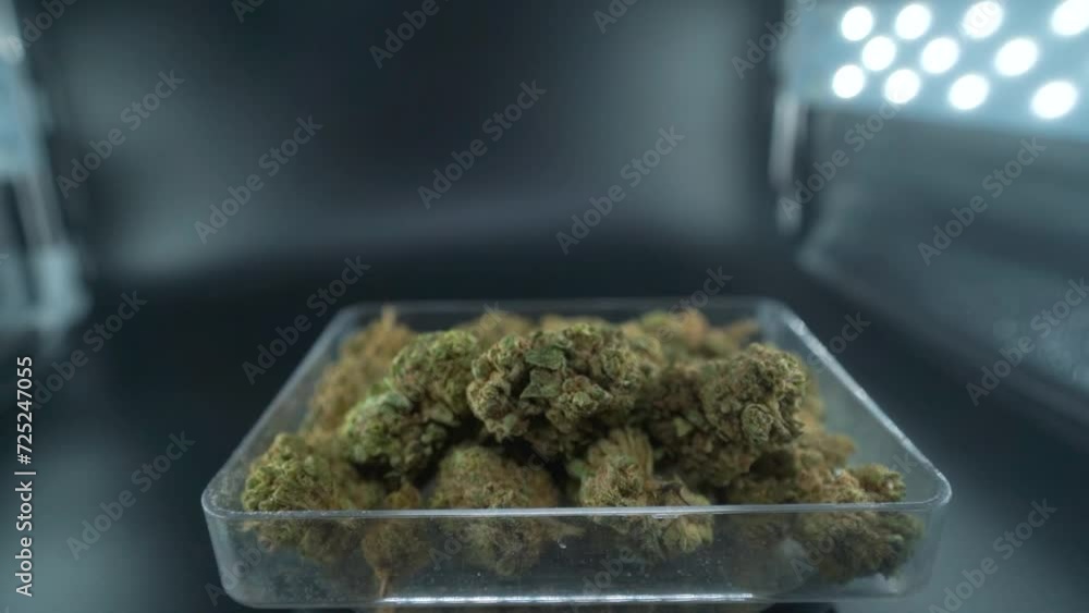 A close up detailed crane movement backwards shot of a cannabis plant, marijuana flower in a clear plate, hybrid strains, Indica and sativa, 120 fps slow motion Full HD, cinematic studio lighting A close up detailed crane movement backwards shot of a cannabis plant, marijuana flower in a clear plate, hybrid strains, Indica and sativa, 120 fps slow motion Full HD, cinematic studio lighting